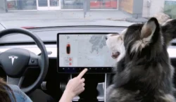 woman and dog in tesla car with tesla pet mode